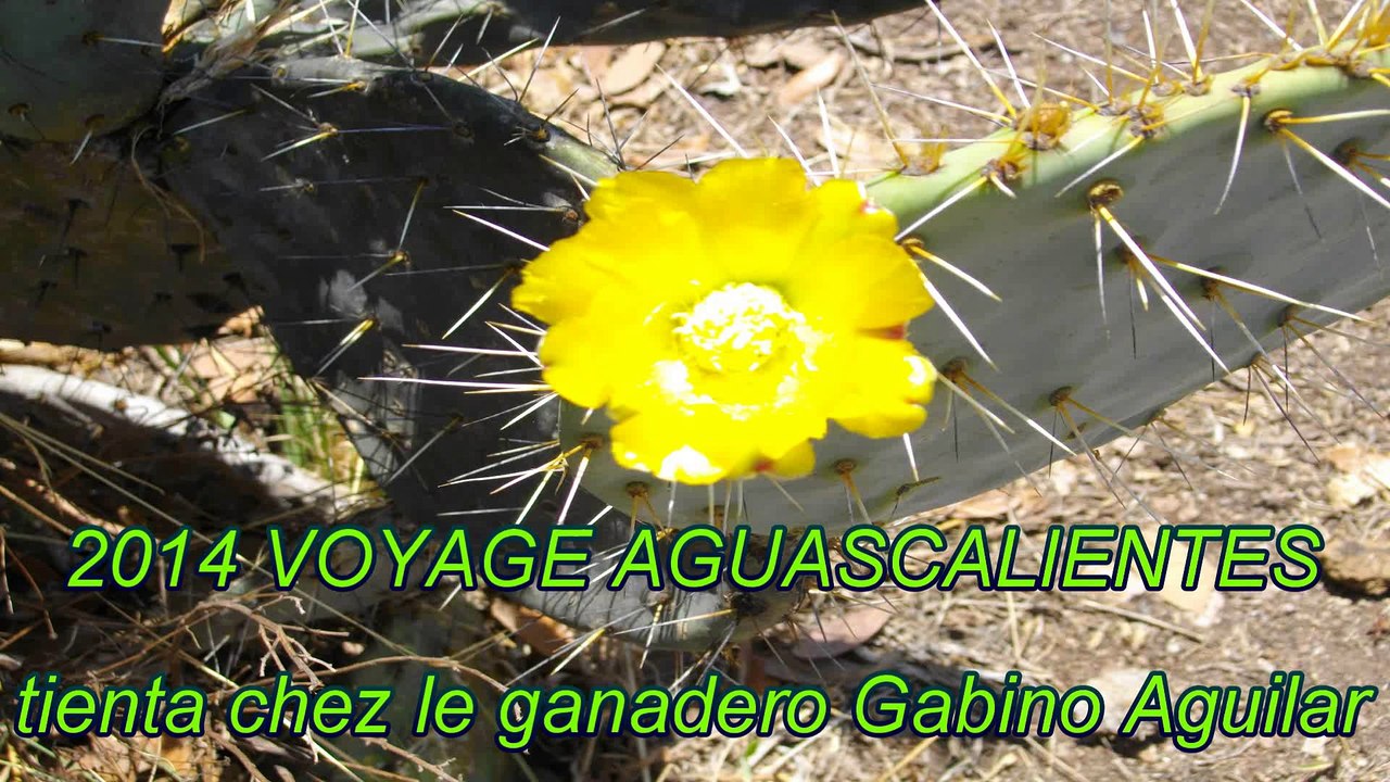 2014 TIENTA EL BATAN AGUASCALIENTES