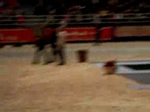 Salon du cheval (pur sng arabe)