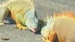 Iguanas Fight Outside Florida Starbucks