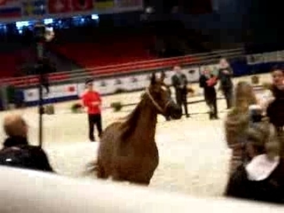 Salon du cheval (pur sang arabe)