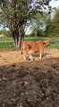 Des bébés chèvres boivent le lait d'une vache