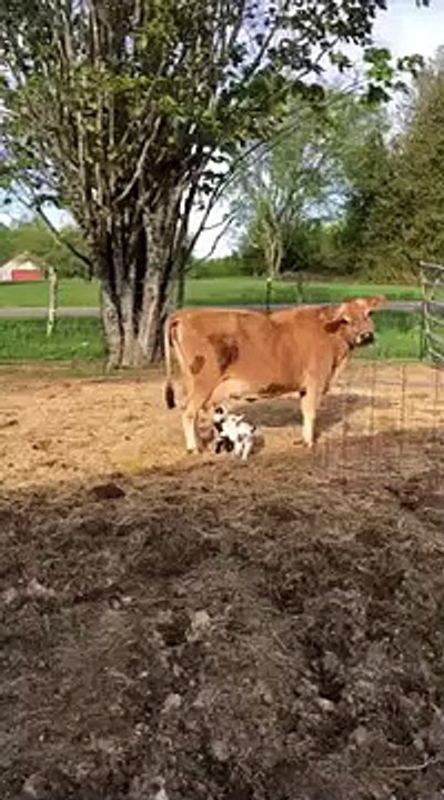 Des bébés chèvres boivent le lait d'une vache