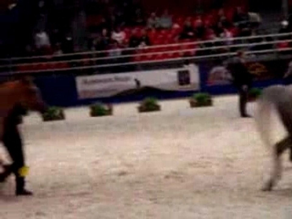 Salon du cheval (pur sang arabe)