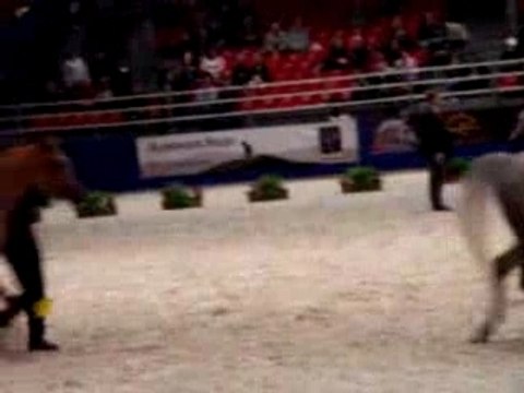Salon du cheval (pur sang arabe)