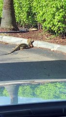 Iguanas Fight Outside Florida Starbucks