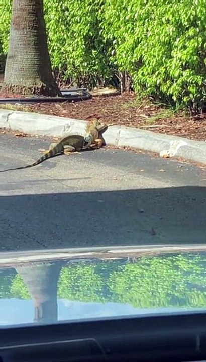 Iguanas Fight Outside Florida Starbucks