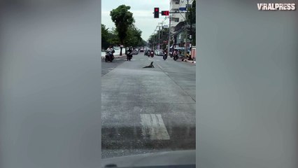 Monitor Lizard Stops Traffic