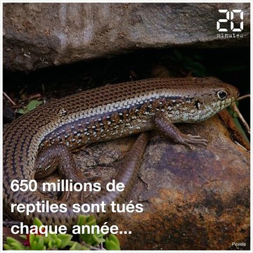 En Australie, les chats errants menacent la faune