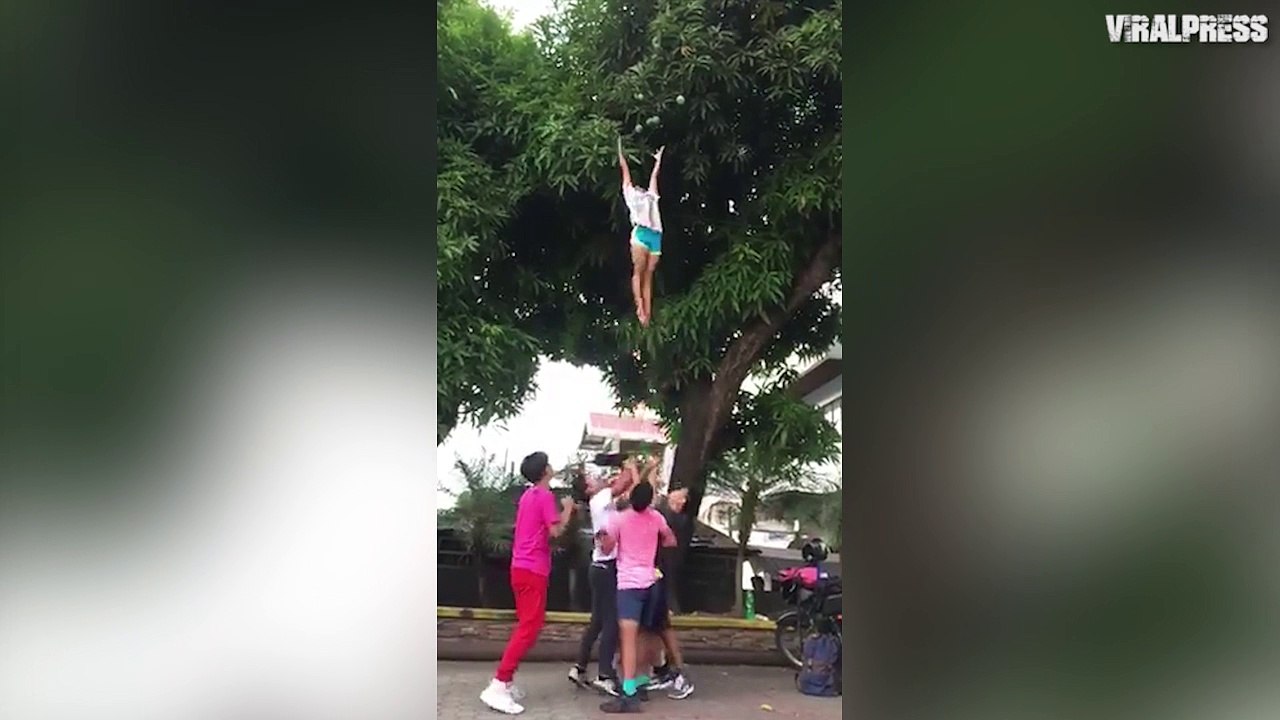 Grabbing Mangos From Tree