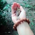 Un oiseau bien au chaud dans une main