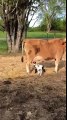 Ces bébé chèvres tètent... une vache !