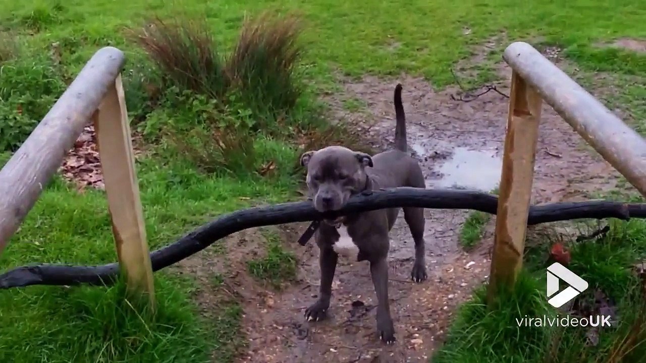 Ce chien s'énerve essayant de passer un bâton en travers...