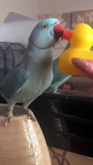 Coucou/Caché entre un perroquet et un canard de bain !