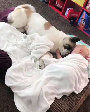 MIGNON !!! Bébé et chiot dorment tête contre tête..