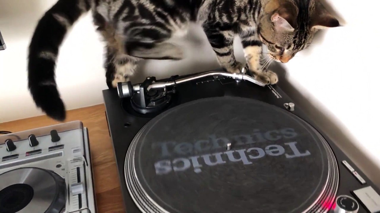 Chat ou DJ ? Ce matou mixe direct sur la platine Vinyle !