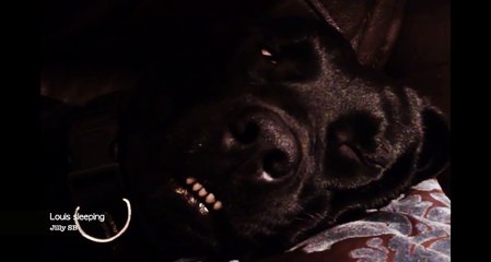 Dog sleeping and chattering his teeth