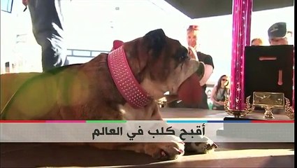 شاهد.."جاجا" تفوز بجائزة أقبح كلب فى العالم من فصيلة "بولدوج"