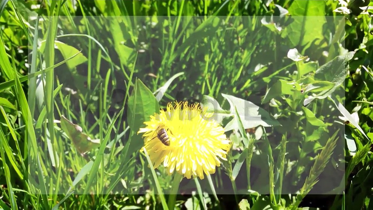MEET THE BEES – Die GLOBAL 2000 Bienenwerkstatt