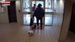 Canada : Un pitbull tue un petit chien dans le hall d’un immeuble, la vidéo choc