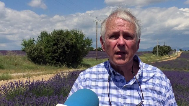 Alpes-de-Haute-Provence : les abeilles s'ajoutent au spectacle des lavandes en fleurs de Valensole