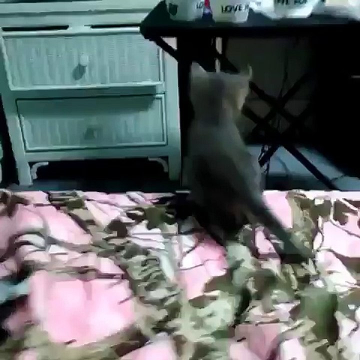 Aww poor kitty