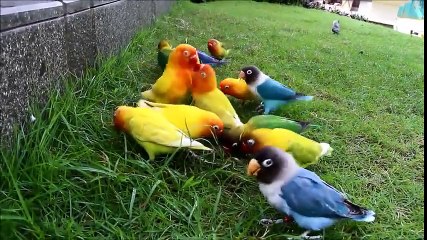 Lovebird farm, free fly dan fly over, penangkaran Lovebird metode alam Liar