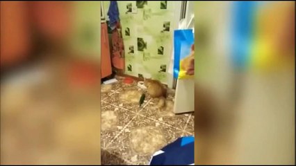 PETS FAILS 2017 | Funny Fail Compilation