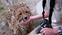 Ce guépard est en fait un gros chat qui aime les calins