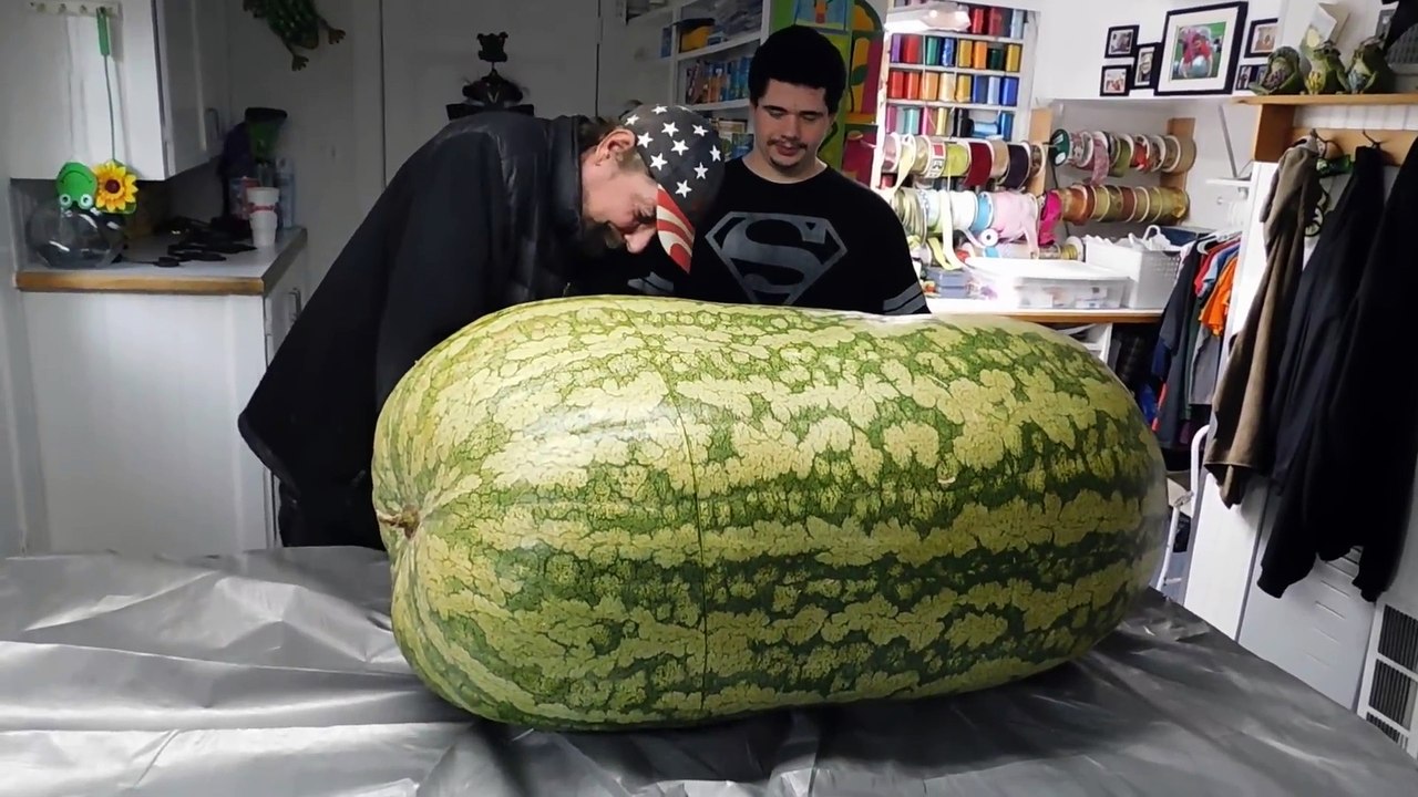 La plus grosse pastèque au monde... Impressionnant