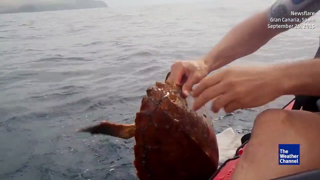 Il sauve une tortue de mer piégée dans un filet... Beau geste