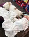 Ce bébé et son chien ne se séparent jamais, même pas pour dormir