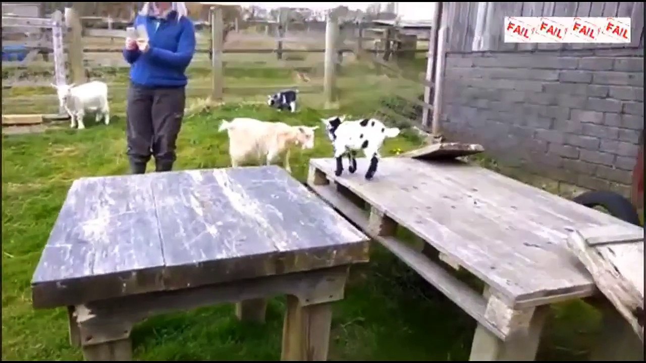 FUNNY GOATS FAILS of 2017 Funny Fail Compilation