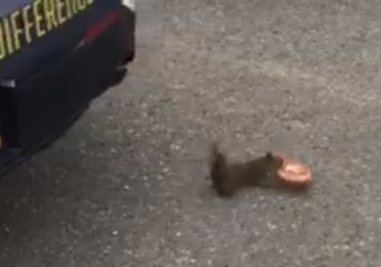 Anchorage's Most Wanted: Squirrel Takes Off With Cop's Doughnut