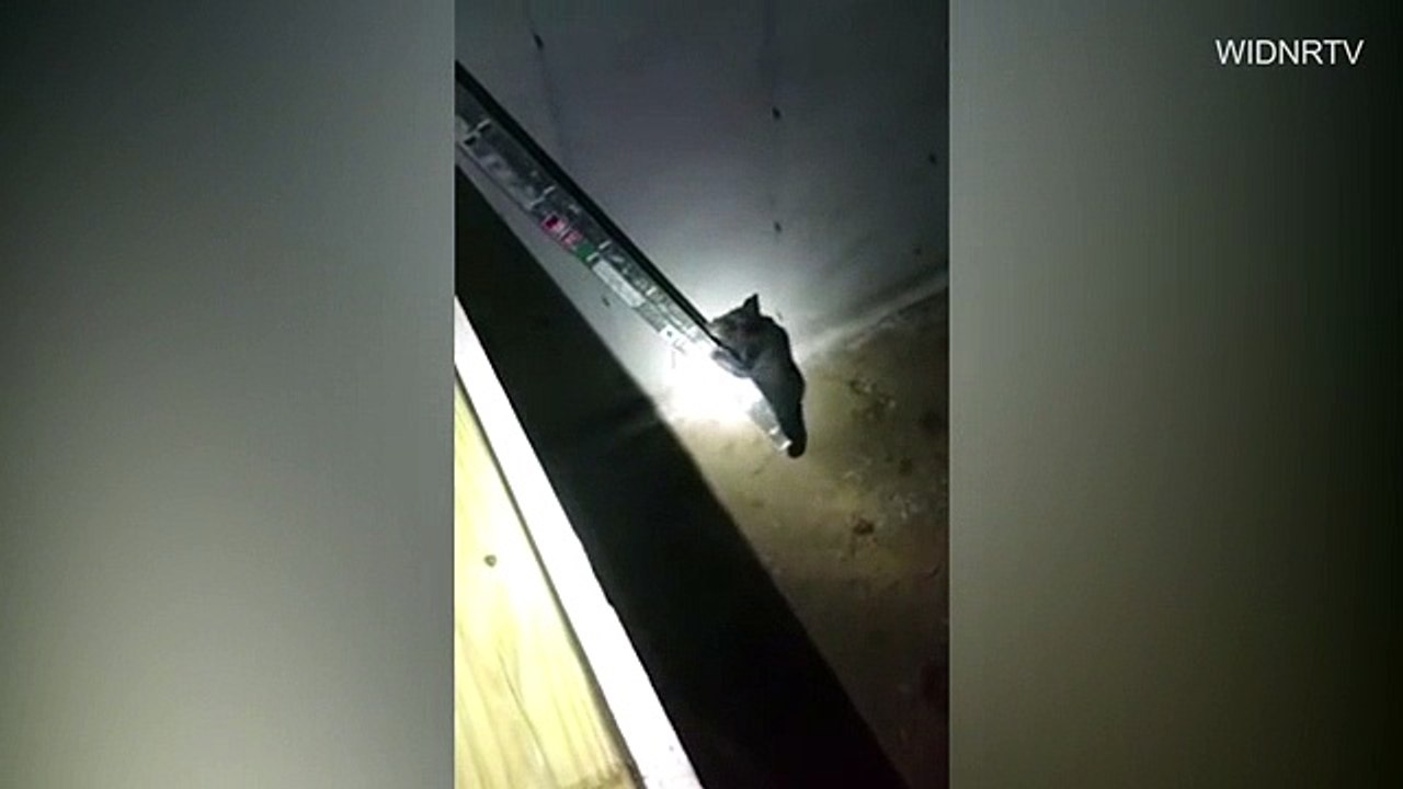 Baby Bear Stuck in Basement