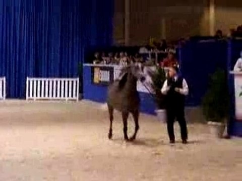 Salon du cheval (pur sang arabe)