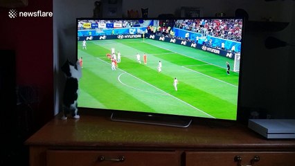 Cute kitten tries to grab ball while watching World Cup match on TV