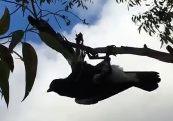 Magpie Entangled in Fishing Line-Turned-Nest Dies