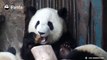 #MoodBoosterFu Lai maintains her table manners eating wowotou (a special cake for pandas)~
