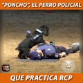  Este increíble perro de la Policía de Madrid no sólo es capaz de combatir la delincuencia, también sabe hacer una reanimación cardiopulmonar 