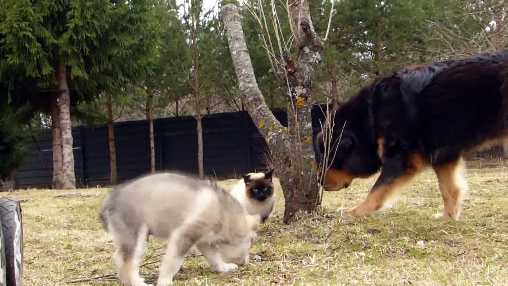 Alaskan Malamute Puppy Playing With Tibetan Mastiffs Video Dailymotion