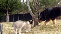 Alaskan Malamute puppy playing with Tibetan Mastiffs