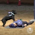Madrid Police Dog Performs 'CPR' on Officer