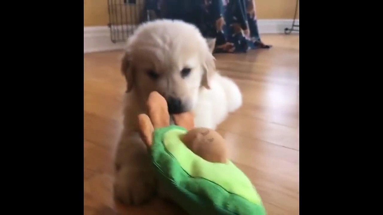 Cutest Puppies|Best Of Cute Golden Retriever Puppies Compilation #17 - Funny Dogs 2018_13-06-2018_1