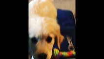 Cutest Puppies|Best Of Cute Golden Retriever Puppies Compilation #17 - Funny Dogs 2018_13-06-2018_3