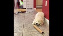 Cutest Puppies|Best Of Cute Golden Retriever Puppies Compilation #12 - Funny Dogs 2018_13-06-2018_4