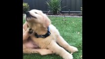 Cutest Puppies|Best Of Cute Golden Retriever Puppies Compilation #14 - Funny Dogs 2018_13-06-2018_1