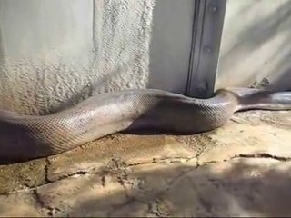 dangerous snake viral video