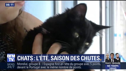 Avec l'arrivée des fortes chaleurs, attention aux chutes de chats