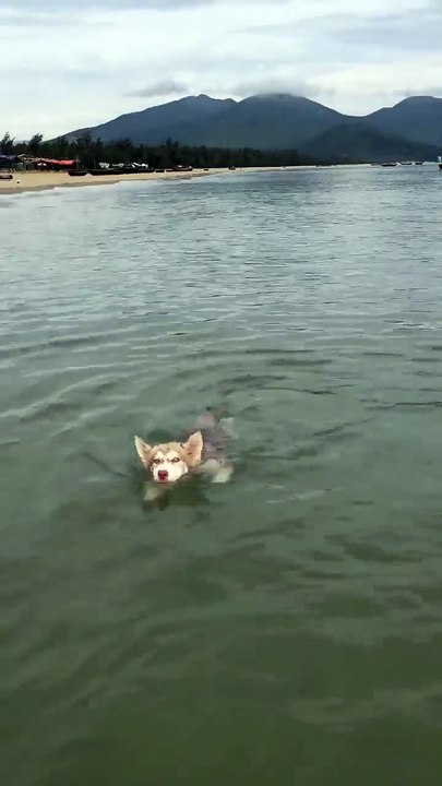 My dog swimming in the sea
