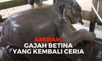 Amirah, Gajah Betina yang Kembali Ceria